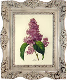 Instant Download VINTAGE GREETING CARD - LILACS - J & S Graphics
