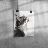 Beautiful BLACK & WHITE Tuxedo CAT 11x14 PRINT POSTER