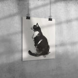 Beautiful BLACK & WHITE Tuxedo CAT 11x14 PRINT POSTER