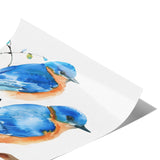 Eastern Bluebird 12x18 Poster, Matte or Glossy