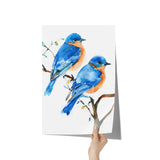 Eastern Bluebird 12x18 Poster, Matte or Glossy