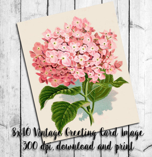 Instant Download VINTAGE GREETING CARD - PINK HYDRANGEA - J & S Graphics