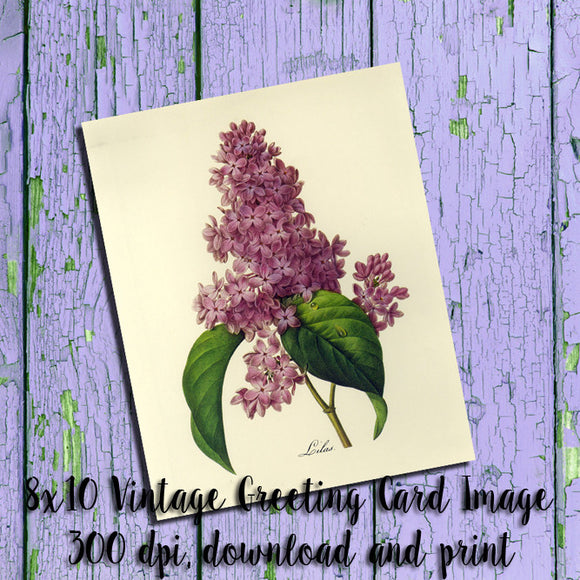 Instant Download VINTAGE GREETING CARD - LILACS - J & S Graphics